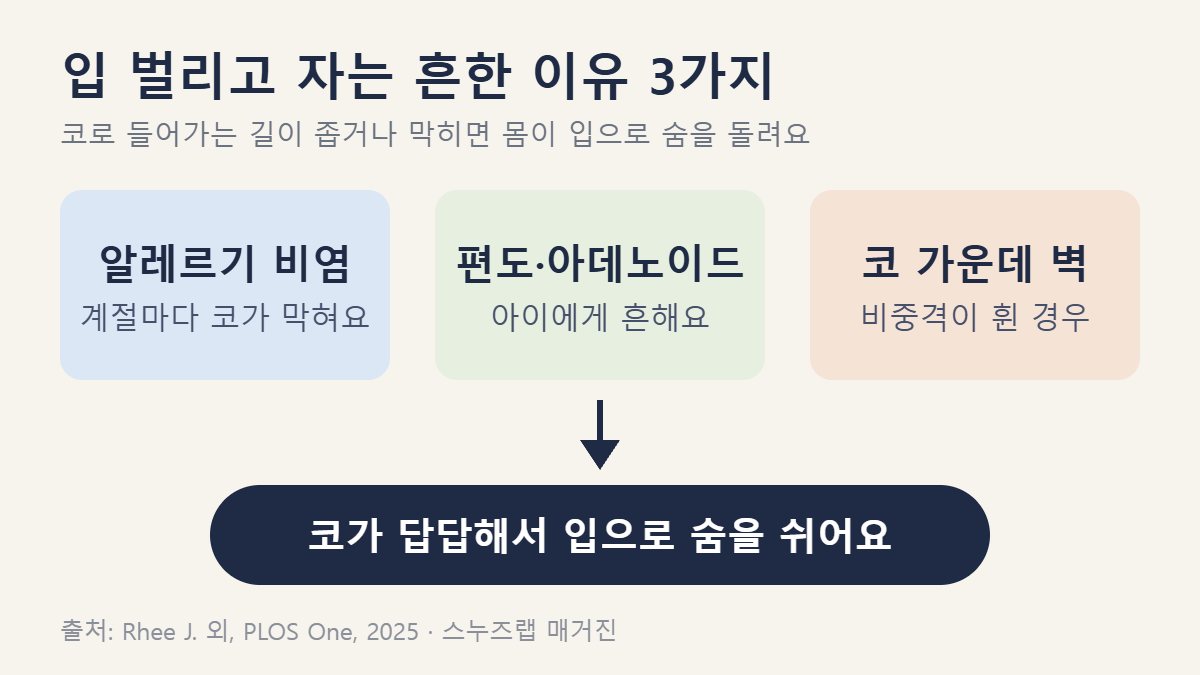 입 벌리고 자는 흔한 이유 3가지: 알레르기 비염, 편도와 아데노이드, 코 가운데 벽이 휜 경우